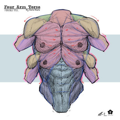 Female 4 Arm Torso